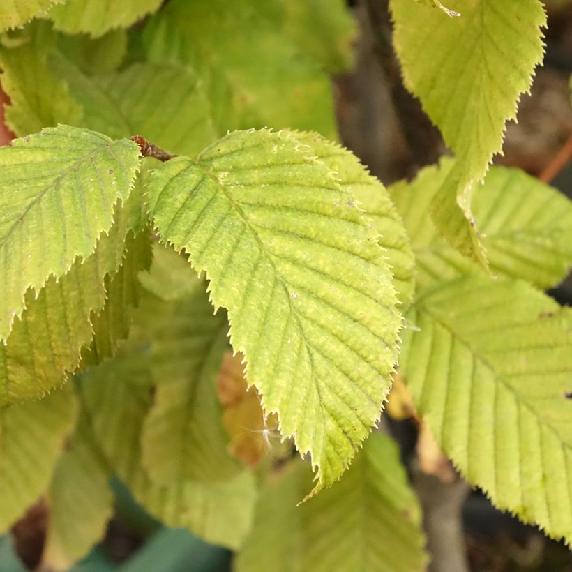 Hainbuche Monumentalis - Carpinus betulus (Laub)