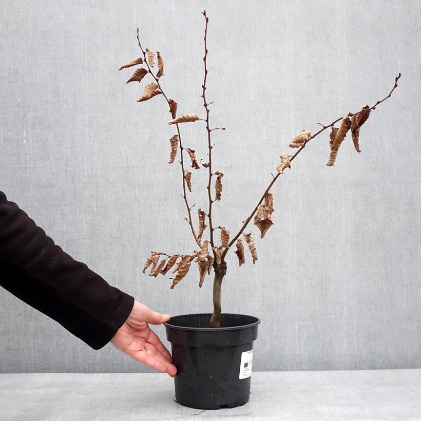 Exemplar von Hainbuche Monumentalis - Carpinus betulus Topf mit 3L/4LGelieferte Höhe ca. 30/40cm wie im Winter geliefert