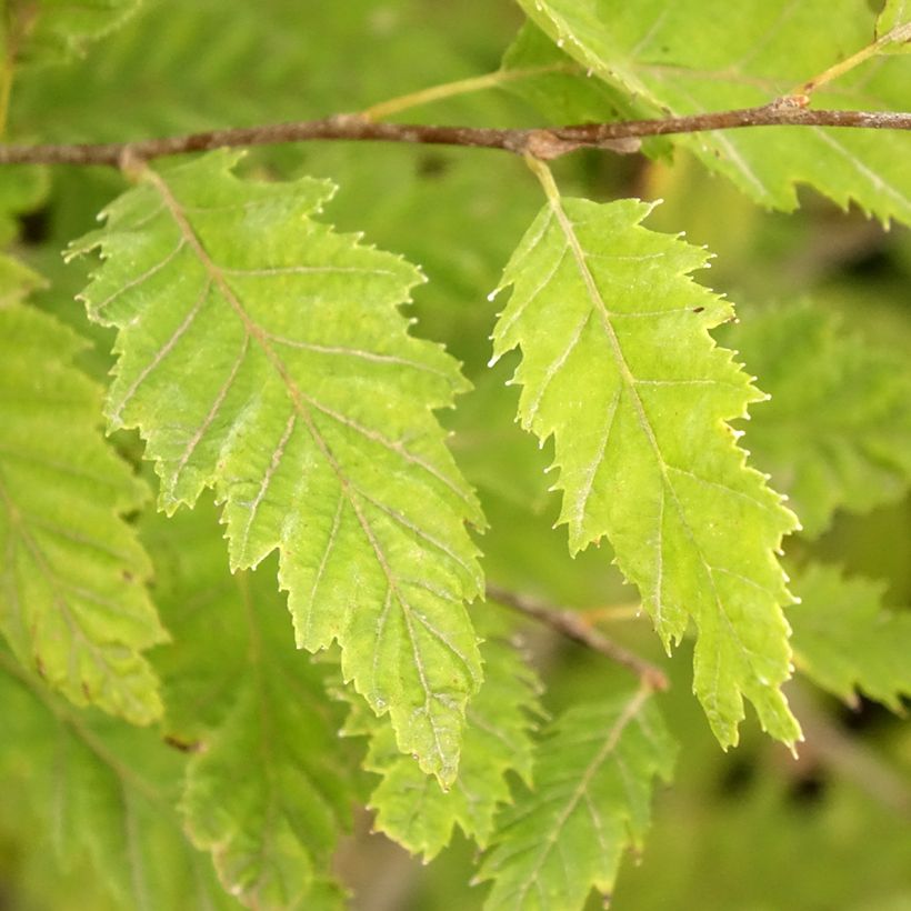 Hainbuche Quercifolia - Carpinus betulus (Laub)