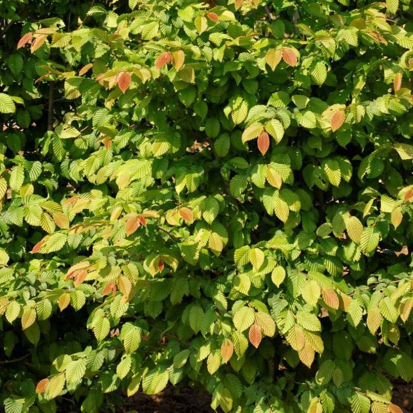 Hainbuche Stegemanns Primus - Carpinus betulus (Laub)