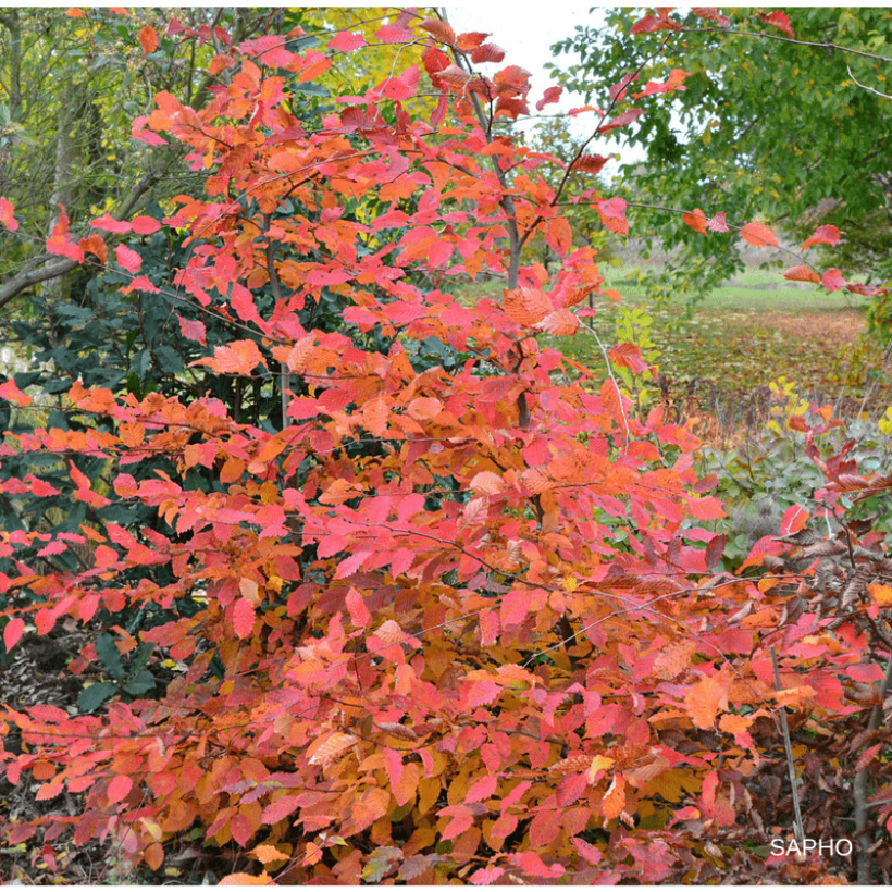 Hainbuche Rockhampton Red - Carpinus betulus (Hafen)