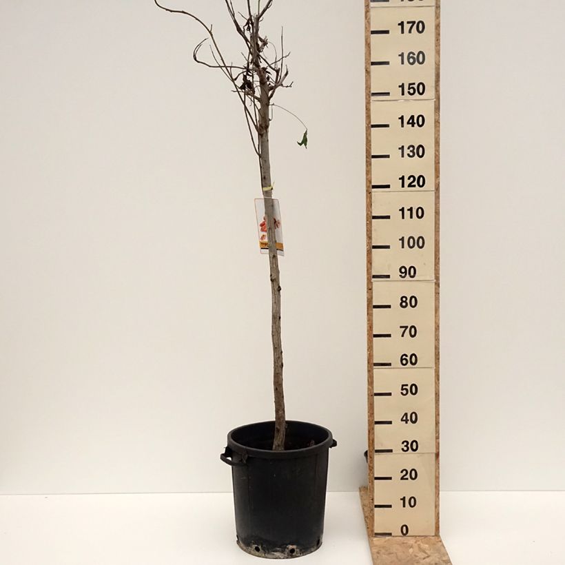 Exemplar von Pekannuss - Carya illinoinensis Topf mit 20L/25LGelieferte Höhe ca. 200/230cm wie im Winter geliefert