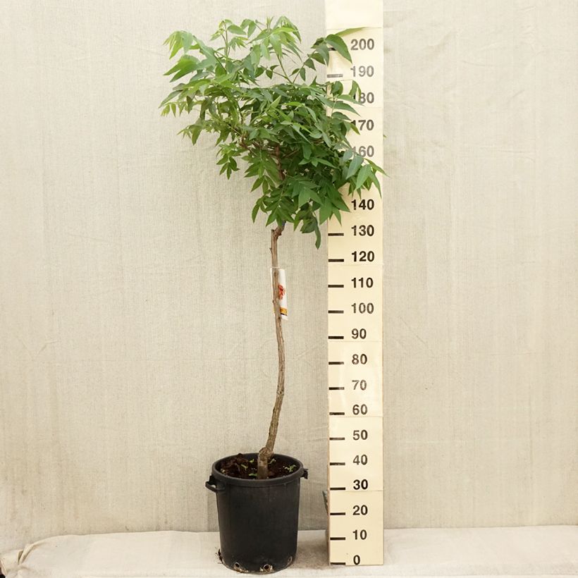 Exemplar von Pekannuss - Carya illinoinensis Topf mit 20L/25LGelieferte Höhe ca. 200/230cm wie im Frühjahr geliefert