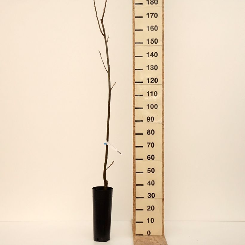 Exemplar von Pekannuss Pawnee - Carya illinoinensis Topf mit 4L/5LGelieferte Höhe ca. 100/150cm wie im Winter geliefert