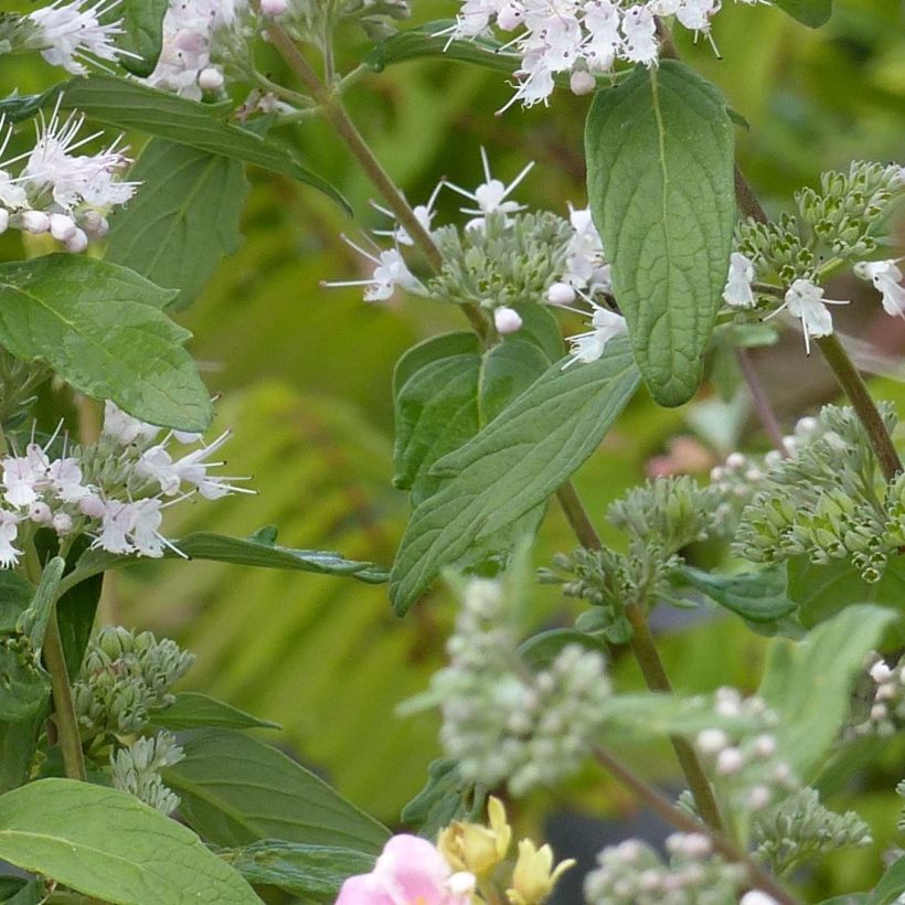 Bartblume Pink Perfection - Caryopteris clandonensis (Laub)