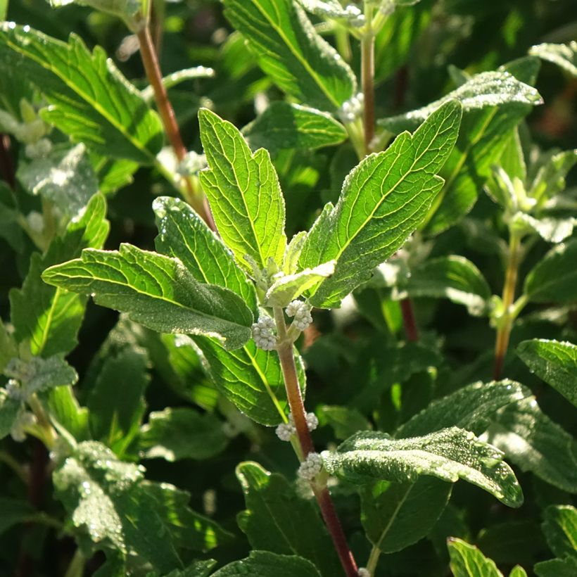 Bartblume Beyond Midnight - Caryopteris clandonensis (Laub)