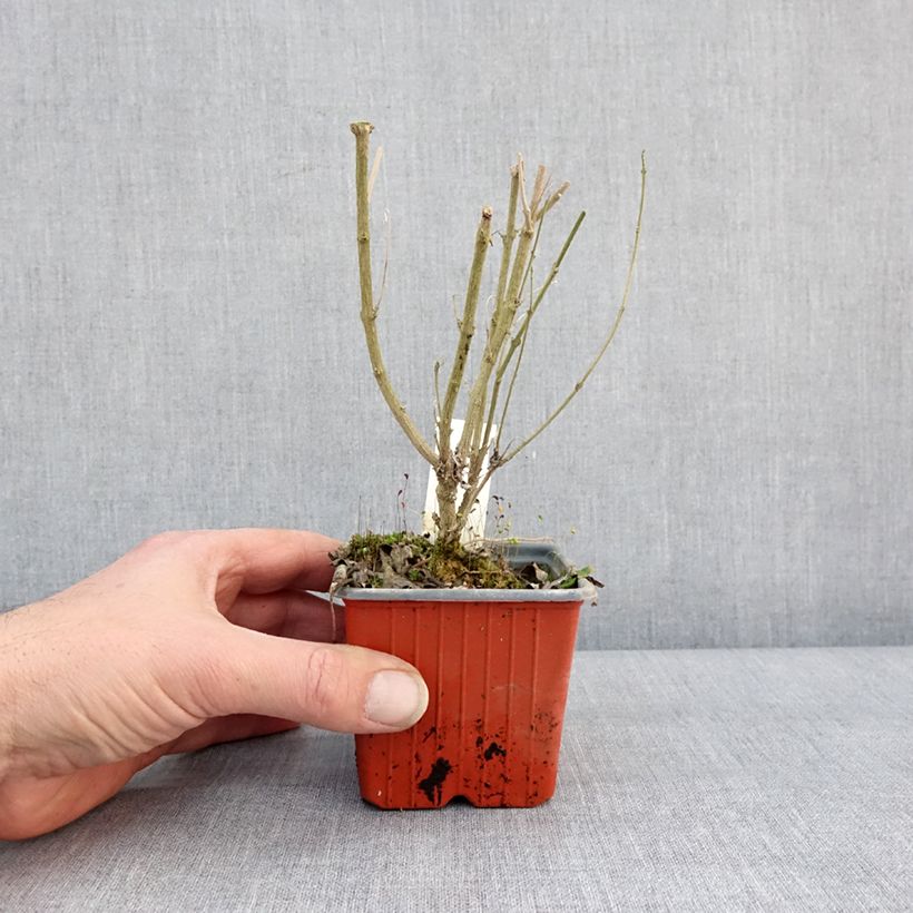 Exemplar von Bartblume Sterling silver - Caryopteris clandonensis Kleine Töpfe von 8/9 cm wie im Winter geliefert