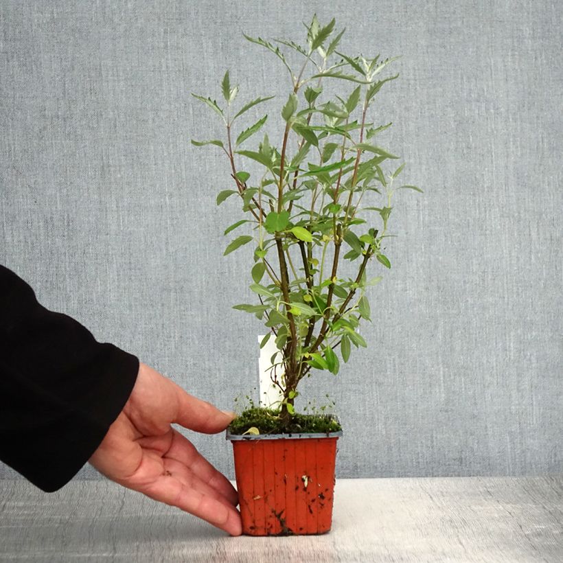 Exemplar von Bartblume Sterling silver - Caryopteris clandonensis Kleine Töpfe von 8/9 cm wie im Frühjahr geliefert