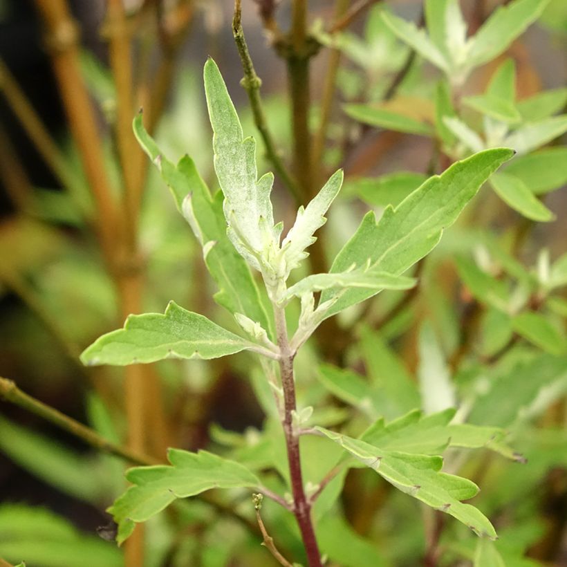 Bartblume Sterling silver - Caryopteris clandonensis (Laub)