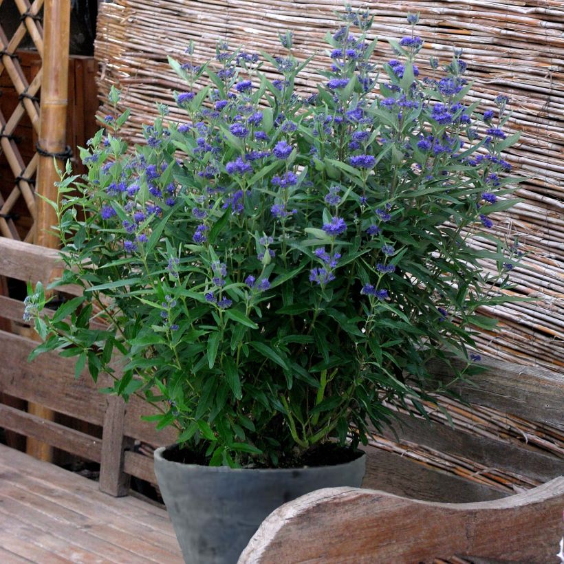 Bartblume Thetis - Caryopteris clandonensis (Hafen)