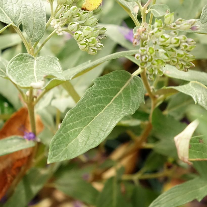 Bartblume Thetis - Caryopteris clandonensis (Laub)