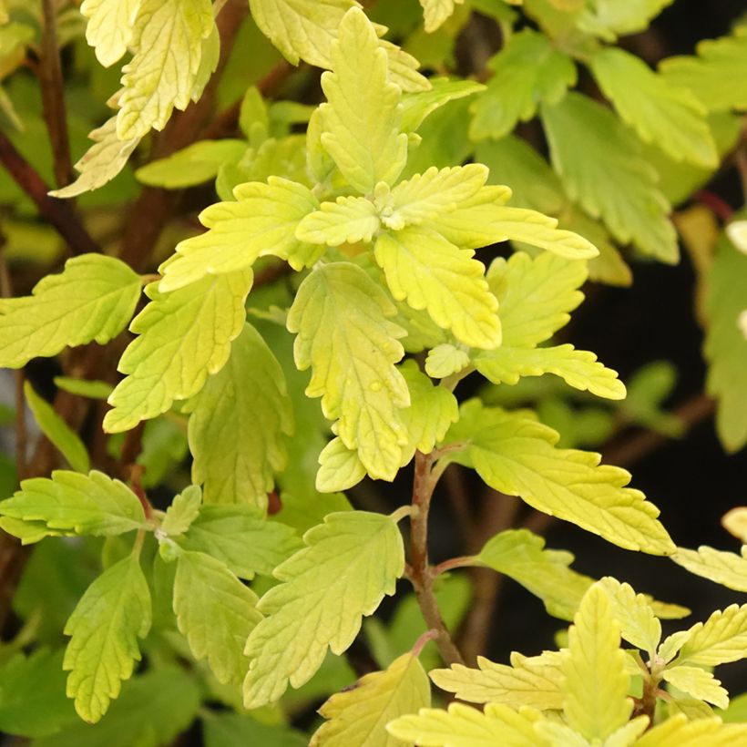 Caryopteris incana Sunny Blue - Bartblume (Laub)