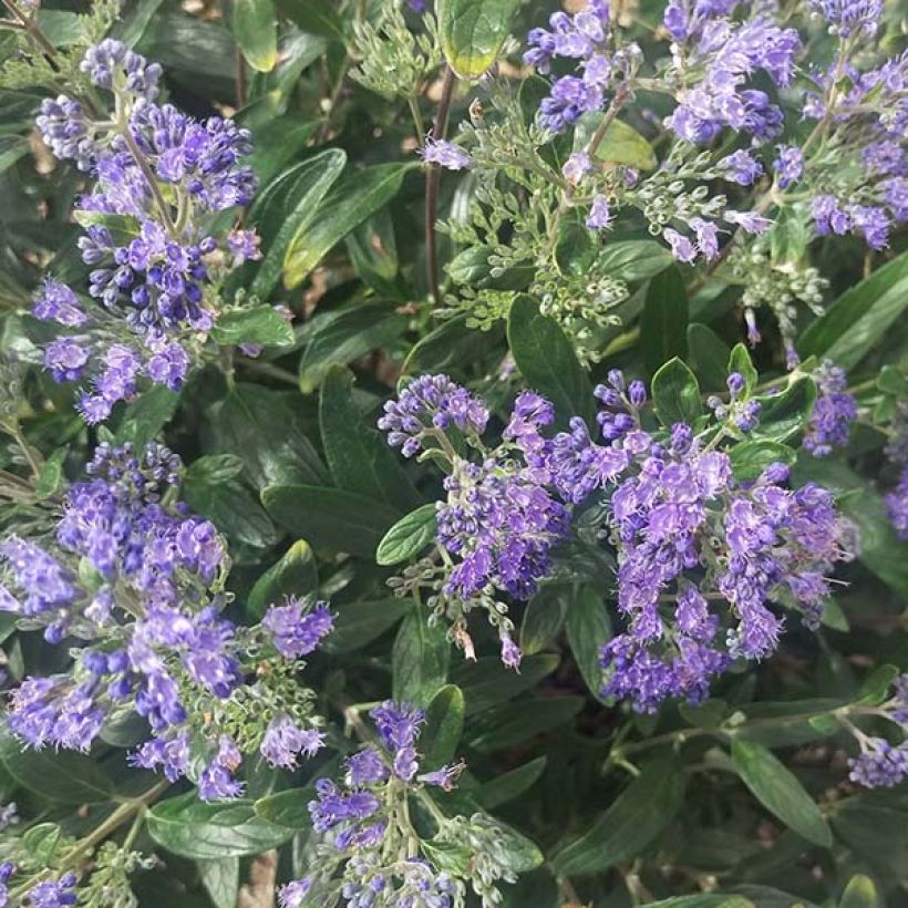 Bartblume Petit Bleu - Caryopteris clandonensis (Blüte)