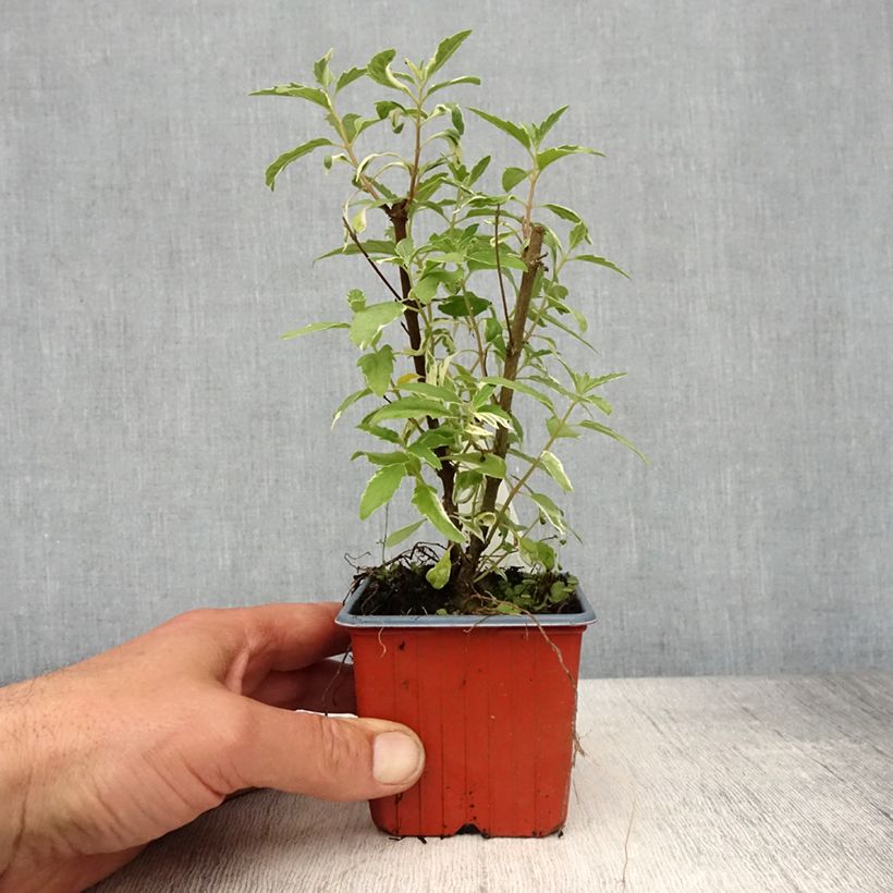 Exemplar von Bartblume White Surprise - Caryopteris clandonensis Kleine Töpfe von 8/9 cm wie im Frühjahr geliefert