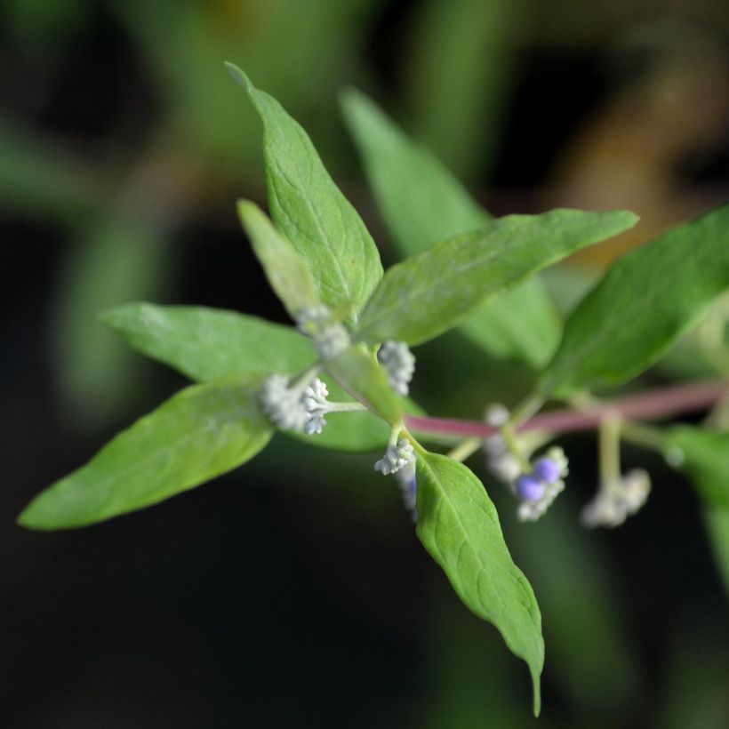 Bartblume Worcester Gold - Caryopteris clandonensis (Laub)