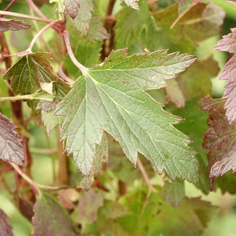 Schwarze Johannisbeere Black'n Red Premiere (Laub)