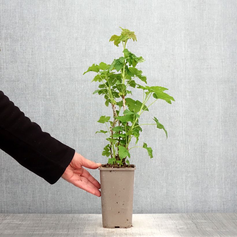 Exemplar von Cassissier Cassissima Green Life - Pot de 1,5L/2L wie im Frühjahr geliefert