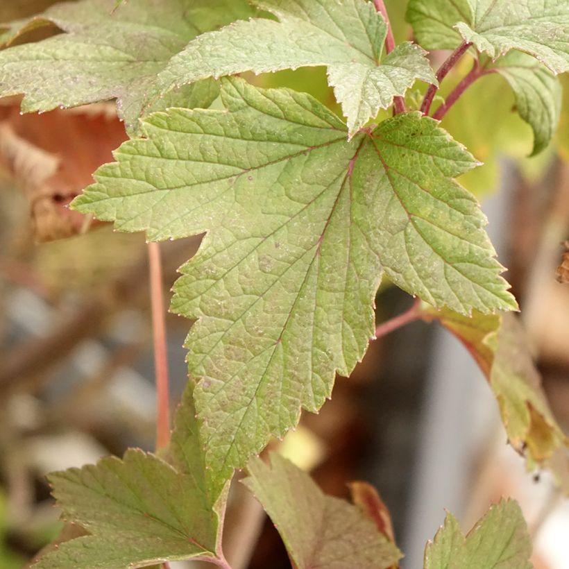 Schwarze Johannisbeere Delbard Robusta delindmoi (Laub)