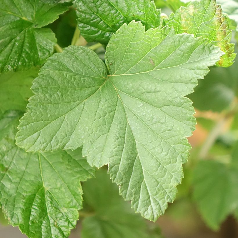 Schwarze Johannisbeere Delbard Robusta delindmoi (Laub)