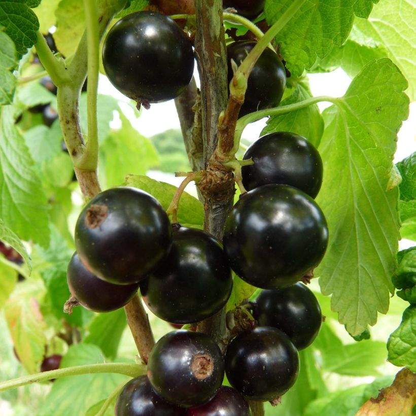 Schwarze Johannisbeere Noiroma (Ernte)