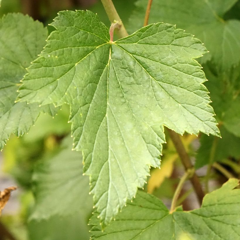 Schwarze Johannisbeere Titania (Laub)