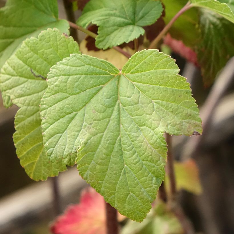 Schwarze Johannisbeere Titania (Laub)