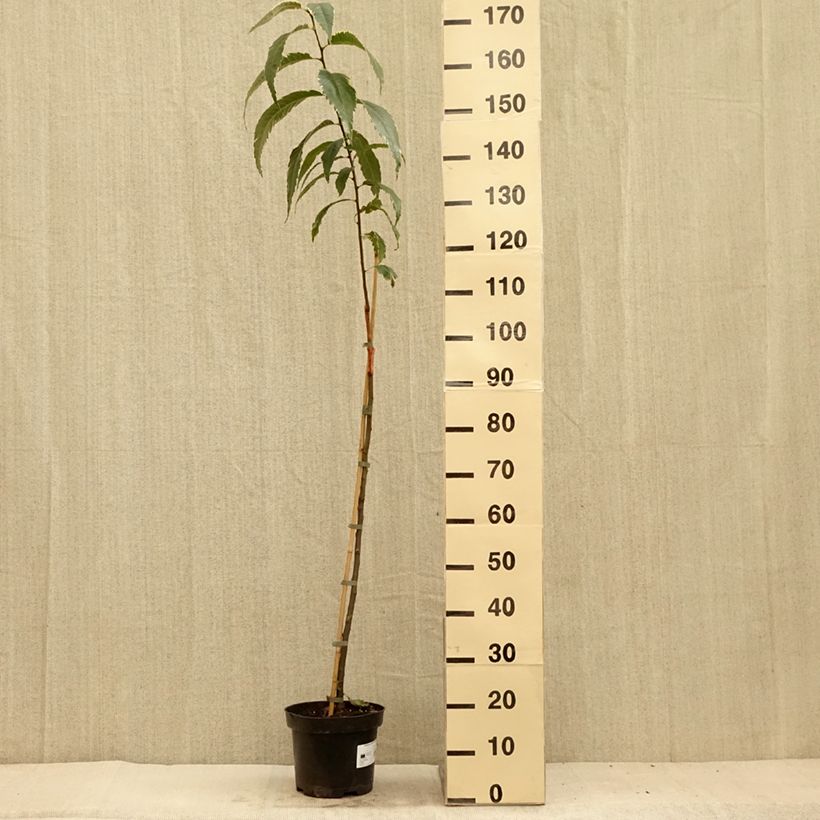 Exemplar von Esskastanie Albomarginata - Castanea sativa Topf mit 4L/5LGelieferte Höhe ca. 100/125cm wie im Sommer geliefert