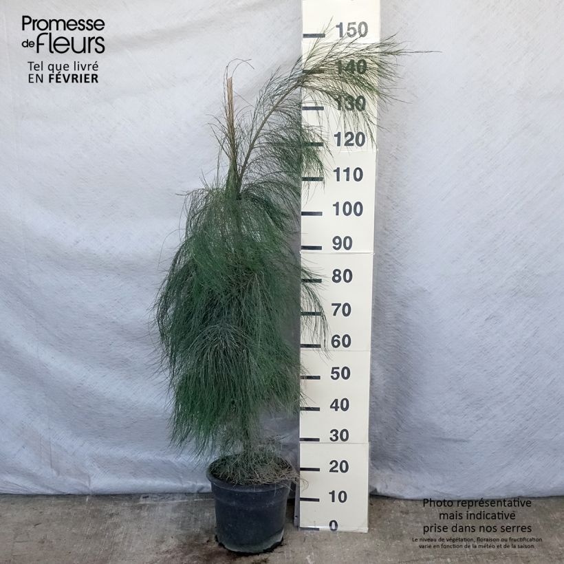 Exemplar von Casuarina equisetifolia - Schachtelhalmblättrige Kasuarine wie im Winter geliefert