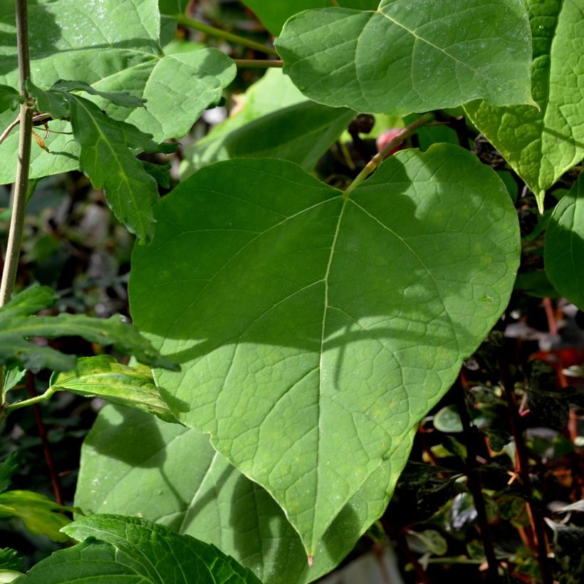 Trompetenbaum Aurea - Catalpa bignonioides (Laub)