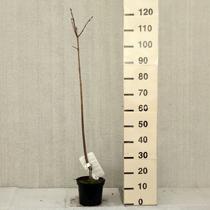 Exemplar von Catalpa erubescens Purpurea - Catalpa pourpre Pot de 3L/4L wie im Herbst geliefert