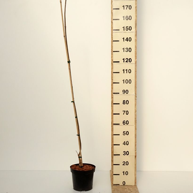 Exemplar von Gelber Trompetenbaum Slender Silhoutte - Catalpa ovata Topf mit 7,5L/10LGelieferte Höhe ca. 140/160cm wie im Winter geliefert