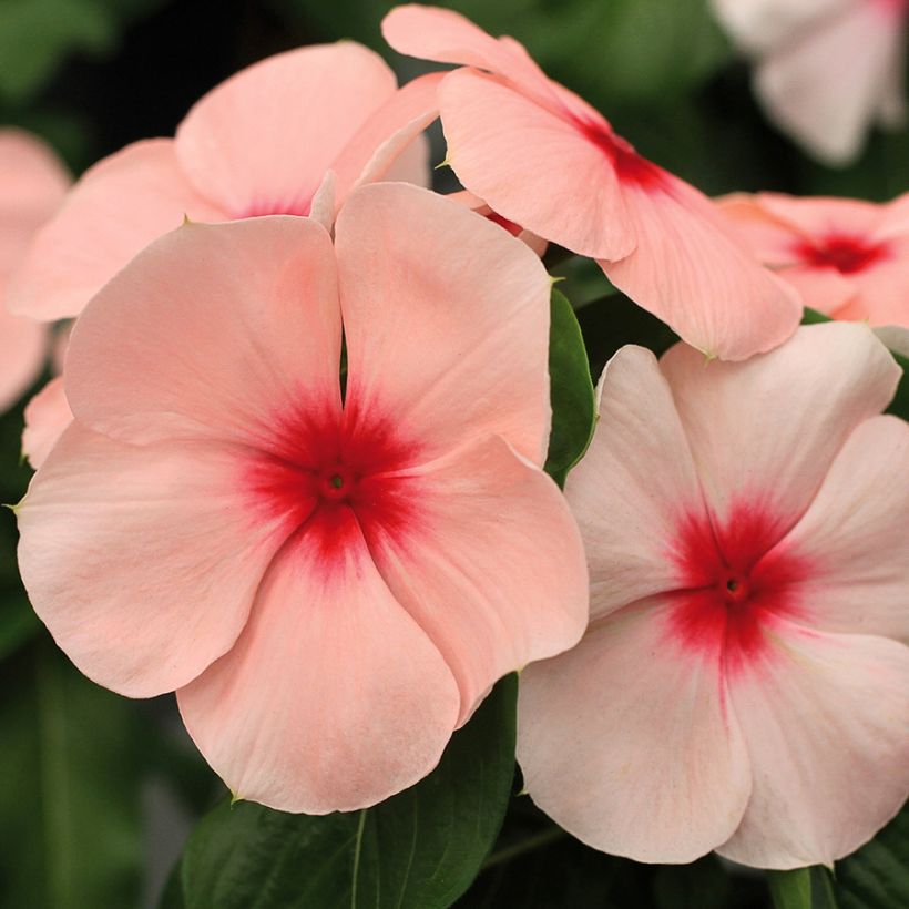 Rosafarbene Catharanthe Titan F1 Apricot - Catharanthus (Blüte)