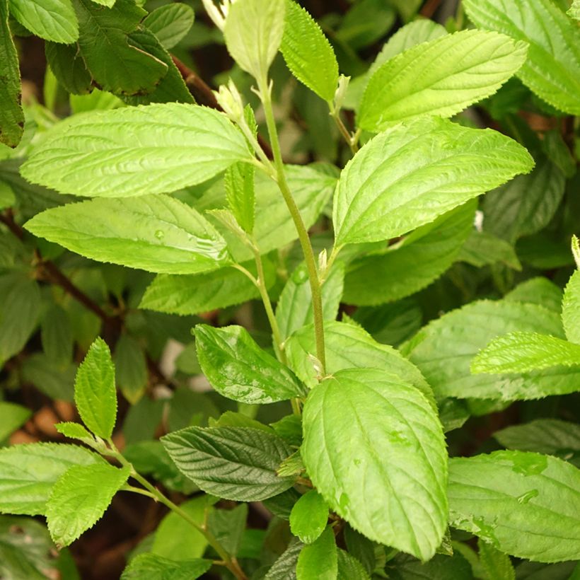 Säckelblume Henri Desfossé - Ceanothus delilianus (Laub)