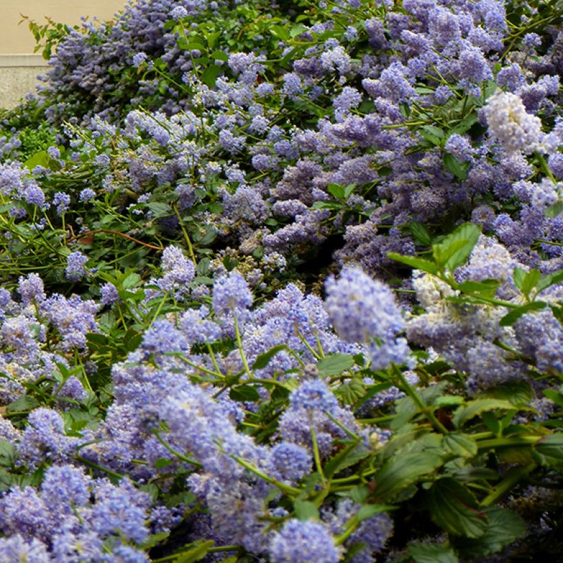 Säckelblume Marie Blue - Ceanothus pallidus (Blüte)