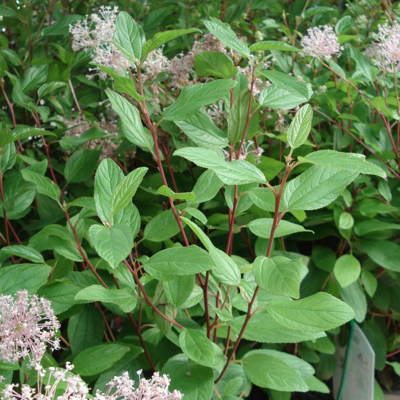 Rosa Säckelblume Marie Simon - Ceanothus pallidus (Laub)