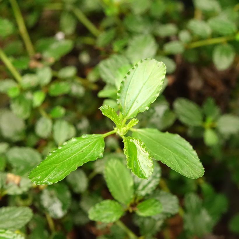 Kriechende Säckelblume Prostratus - Ceanothus prostratus (Laub)