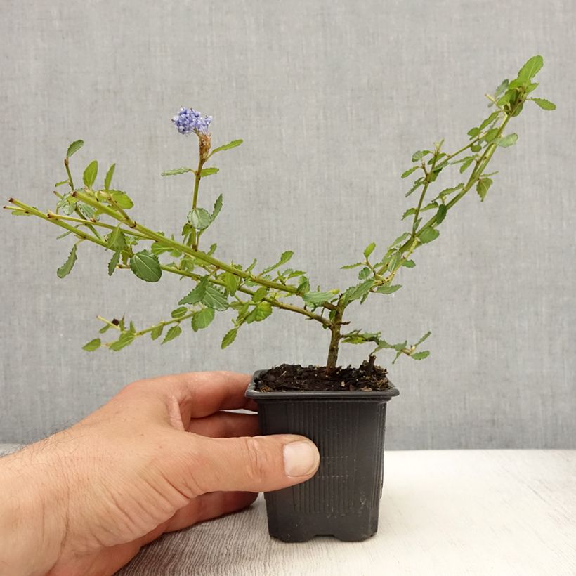 Exemplar von Kriechende Säckelblume Repens - Ceanothus thyrsiflorus Kleine Töpfe von 8/9 cmGelieferte Höhe ca. 10/15cm wie im Frühjahr geliefert