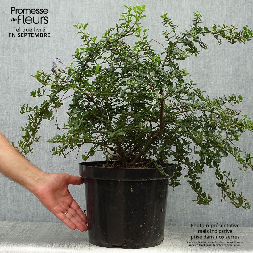 Exemplar von Ceanothus thyrsiflorus Repens en pot de 7.5L/10L -  Lilas de Californie wie im Herbst geliefert