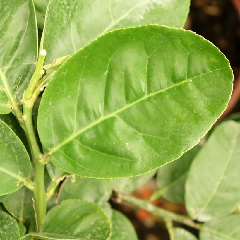 Zitronat-Zitrone - Citrus medica (Laub)