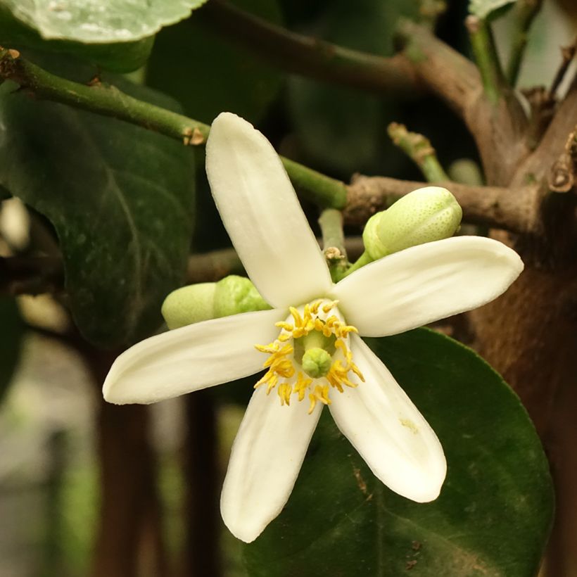 Zitronat-Zitrone - Citrus medica (Blüte)