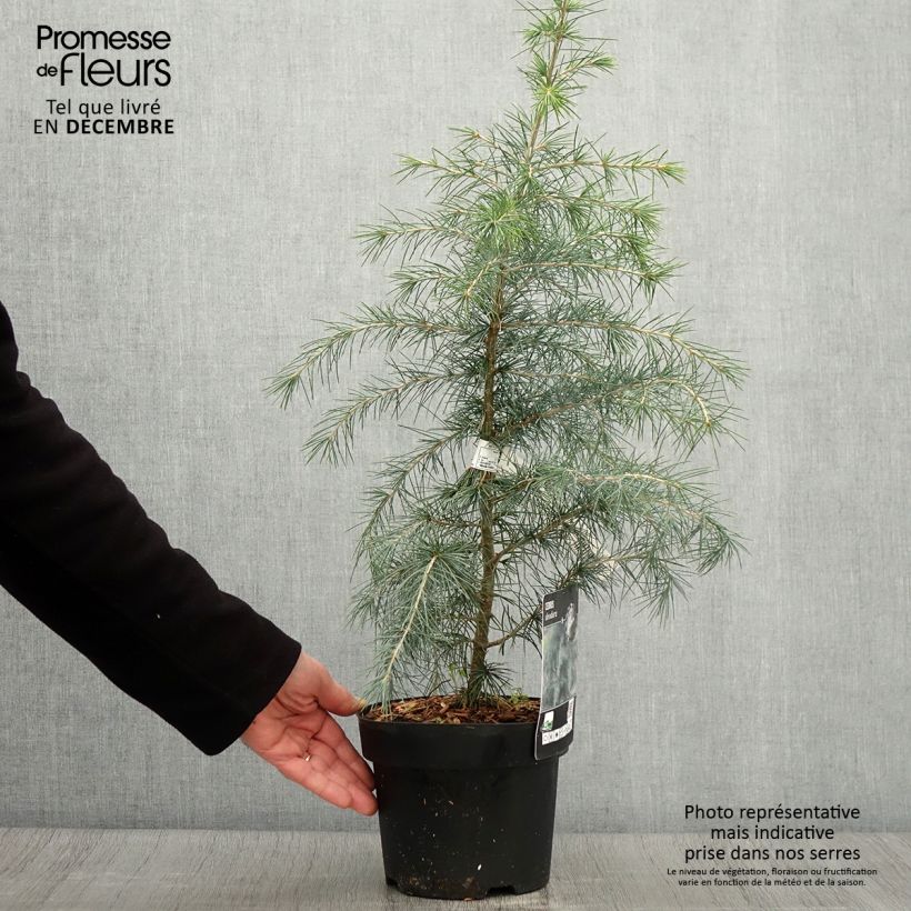 Exemplar von Cèdre de l'Himalaya - Cedrus deodara en pot de 3/4L wie im Herbst geliefert