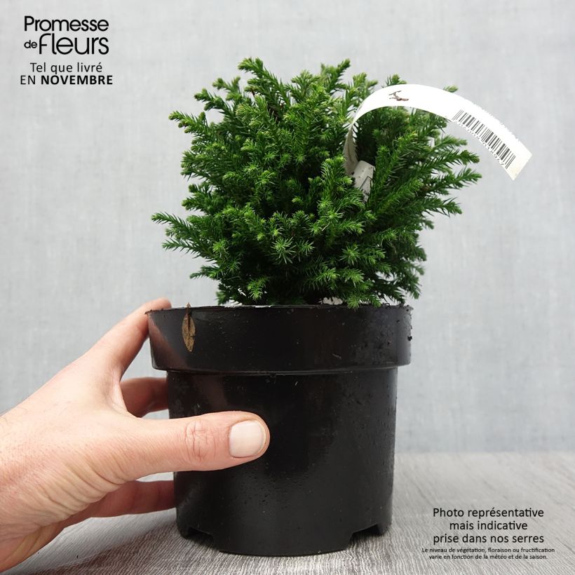 Exemplar von Cryptomeria japonica Green Pearl - Cèdre du Japon en pot de 2l/3l wie im Herbst geliefert