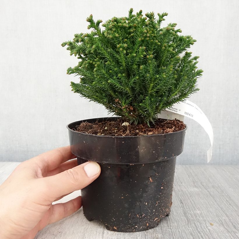 Exemplar von Cryptomeria japonica Green Pearl - Cèdre du Japon en pot de 2l/3l wie im Frühjahr geliefert