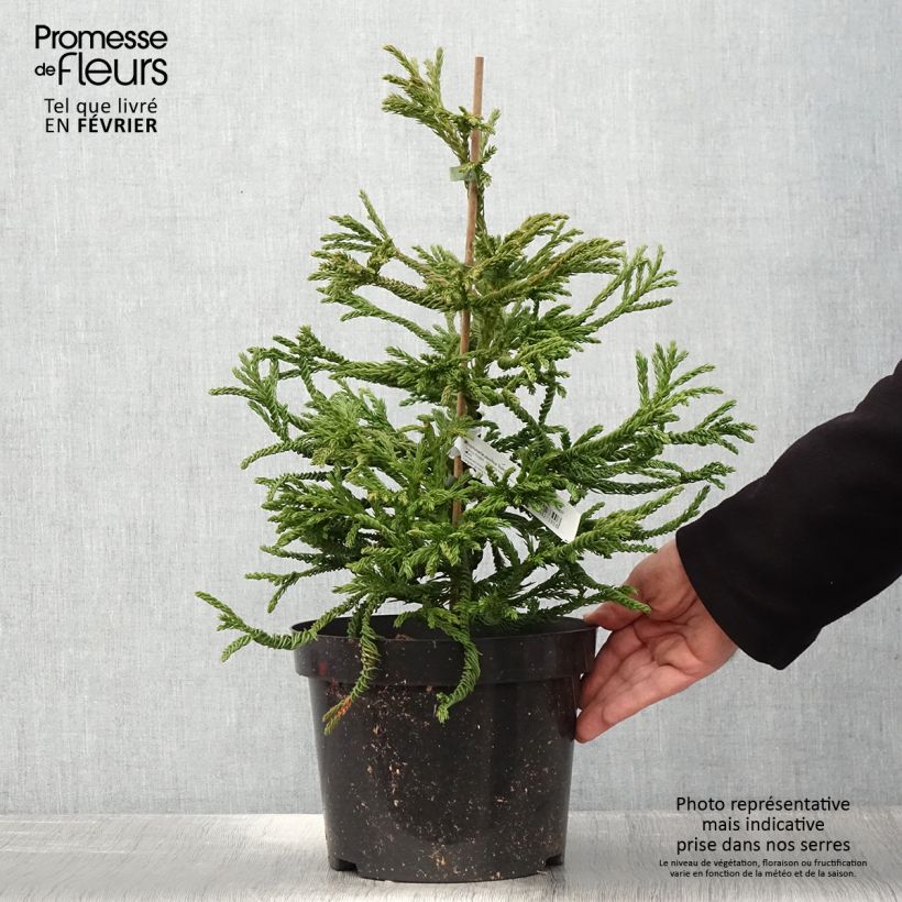 Exemplar von Cryptomeria japonica Spiralis - Cèdre du Japon Pot de 4L/5L wie im Winter geliefert