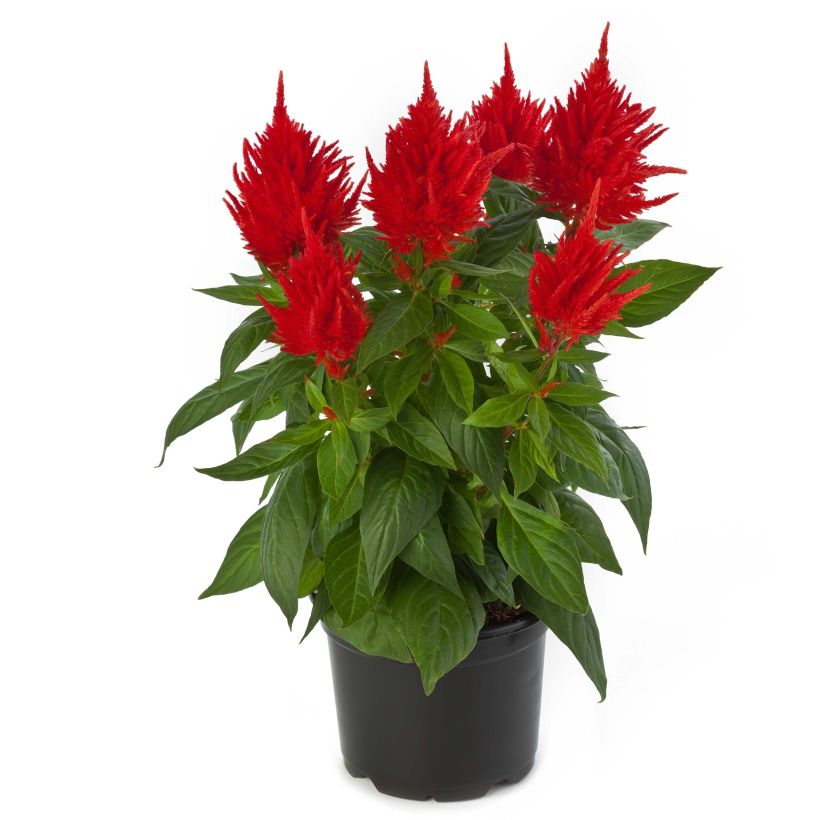 Celosia argentea var. plumosa Kelos Fire Orange - Silber-Brandschopf (Blüte)