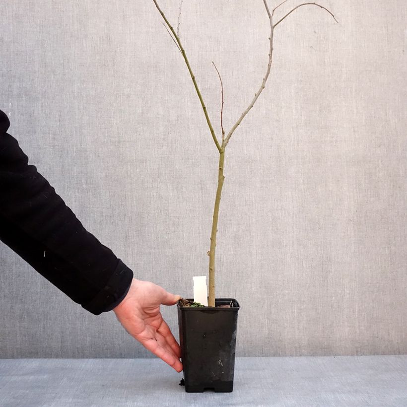 Exemplar von Celtis australis - Südlicher Zürgelbaum Kleine Töpfe von 8/9 cm wie im Winter geliefert