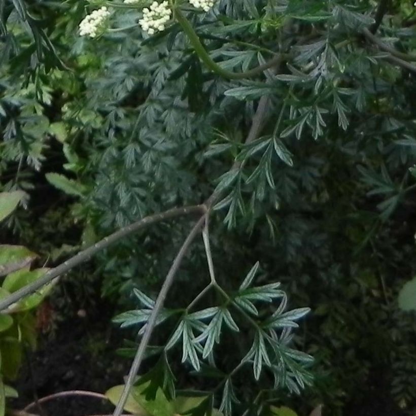 Baltische Petersilie - Cenolophium denudatum (Laub)