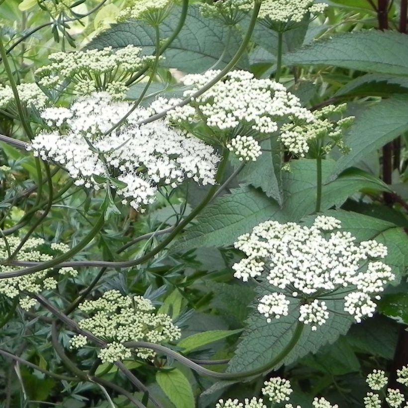 Baltische Petersilie - Cenolophium denudatum (Blüte)