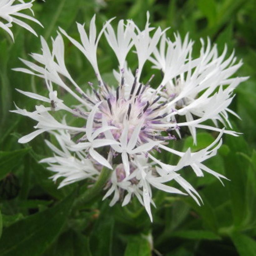 Berg-Flockenblume Alba - Centaurea montana (Blüte)