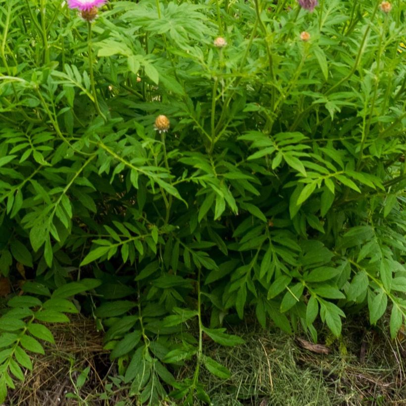 Centaurea dealbata - Zweifarbige Flockenblume (Laub)